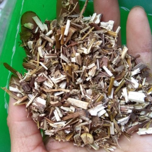 Cây ngải cứu khô