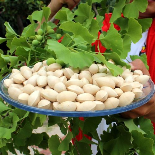 Hạt bạch quả hữu cơ đã bóc vỏ và sấy khô