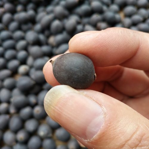 Hạt sen đen chất lượng cao