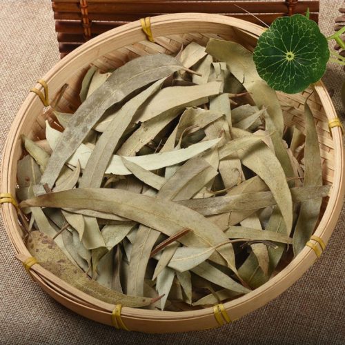 Lá Bạch Đàn Thảo Dược Trung Quốc